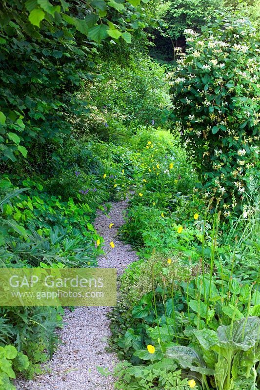 Gravel path through informal semiwild borders at The Old Cornmill, Herefordshire