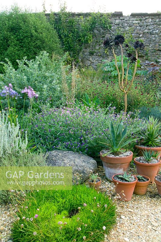 Dry garden with potted Agave and Aeoniium at Meadow Nursery, Wells in Somerset 