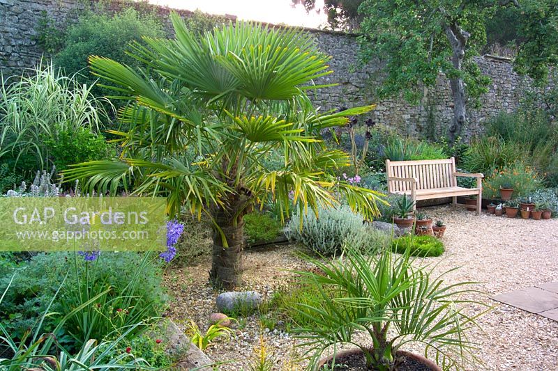 Dry garden with Trachycarpus fortunei and other exotic plants amongst informal late summer planting at Meadow Nursery, Wells in Somerset  