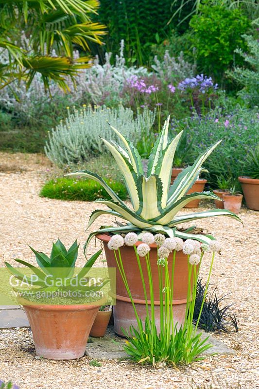 Agaves planted in pots in gravel garden at Meadow Nursery, Wells in Somerset  