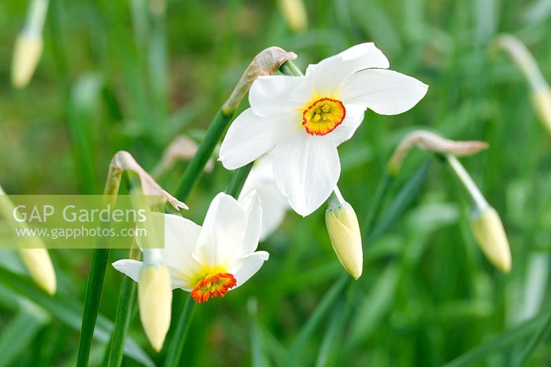 Narcissus poeticus var. recurvus - Pheasants Eye Daffodils