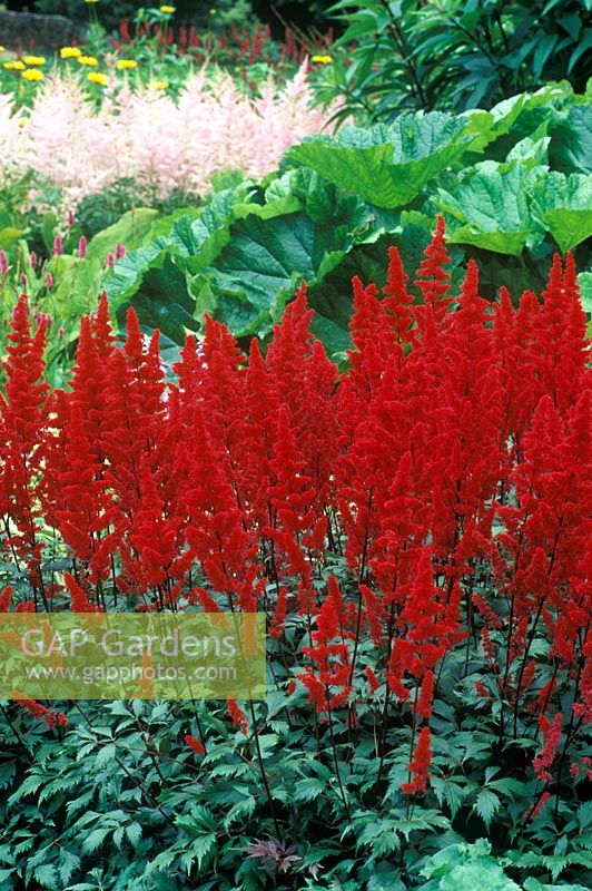 Astilbe x arendsii 'Fanal' 