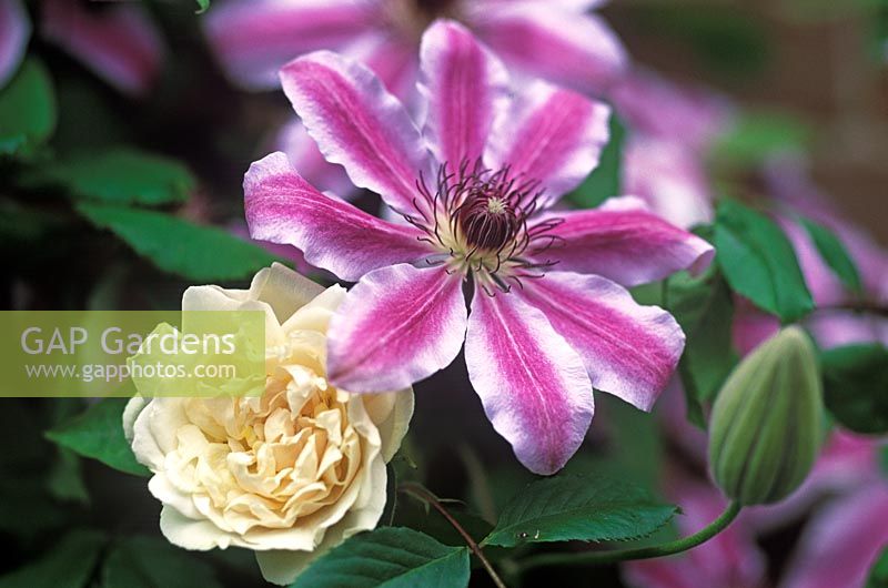 Clematis 'Nelly Moser' with Rosa 'Madame Alfred Carriere' 