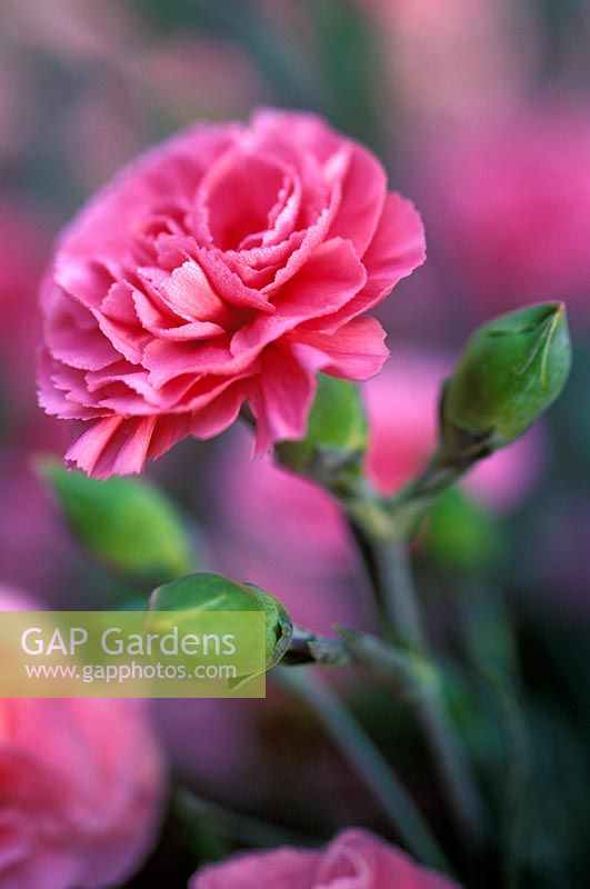 Dianthus 'Valda Wyatt' - Carnations 