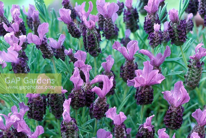 Lavandula stoechas 'Purple Wings' - French Lavender

