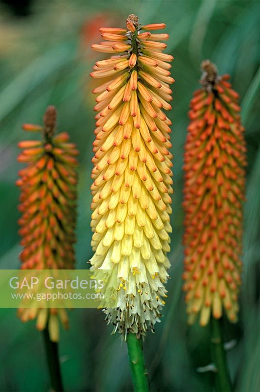 Kniphofia 'Innocence' - Red Hot Pokers 