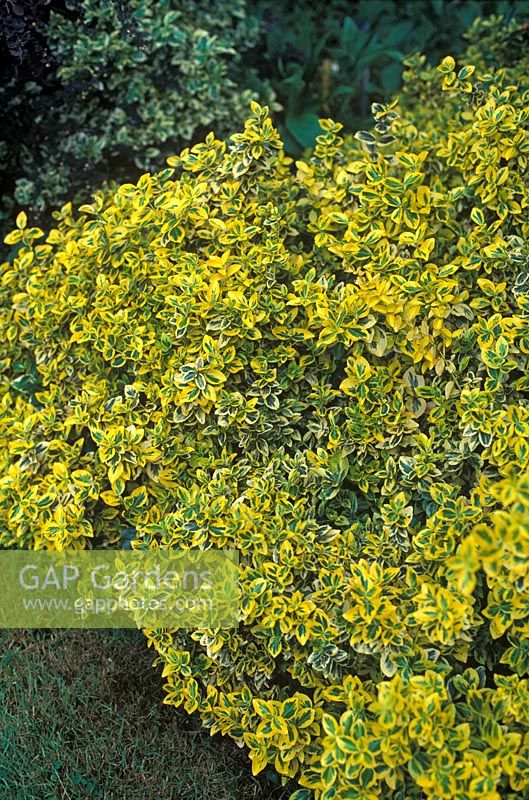 Euonymus fortunei 'Emerald and Gold' 