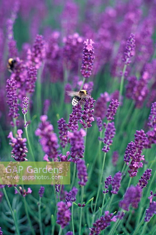 Lavandula angustifolia 'Hidcote' - Lavender with bees in July 