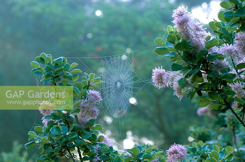 Spiders Cob web