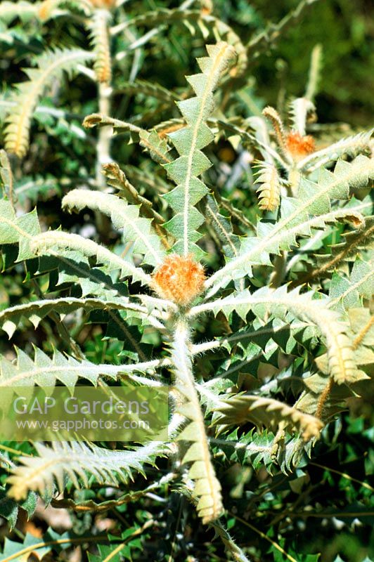Banksia victoriae - Woolly Orange Banksia from Kangaroo Island in South Australia