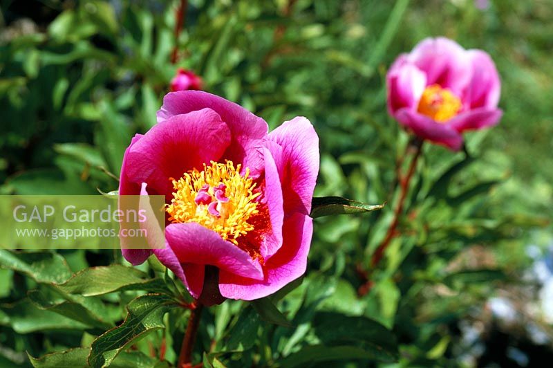 Paeonia broteroi - Wild Peonies in Andalucia, South Spain