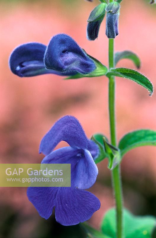 Salvia patens - Blue Sage 
