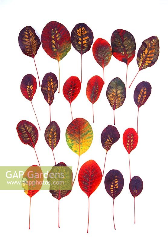 Autumn leaves on white background. Cotinus coggygria 'Royal Purple' 