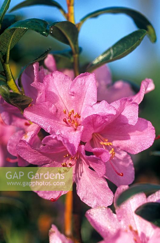 Rhododendron praecox  