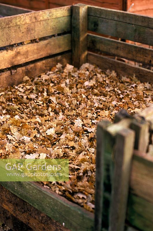 Wooden compost bin filled with fallen autumn leaves to create leaf mould