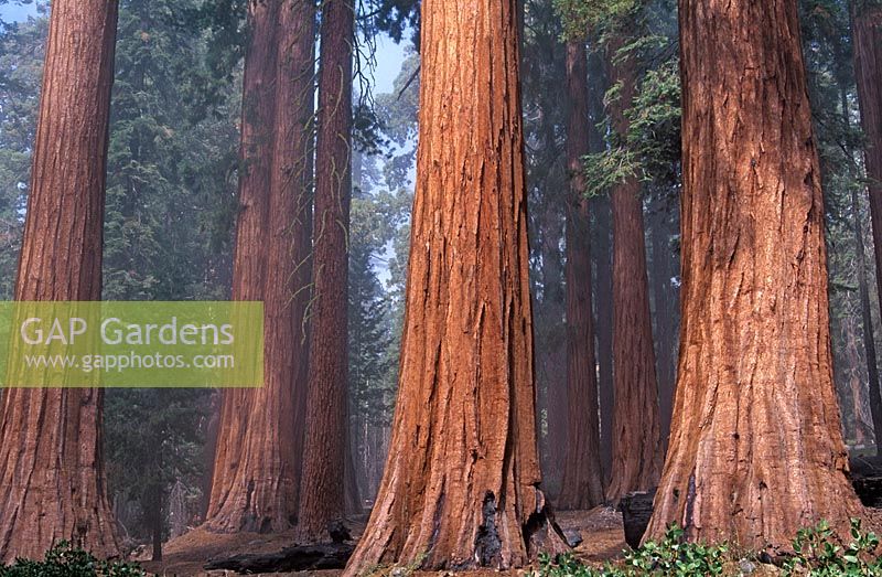Sequoiadendron giganteum - Giant Redwood 