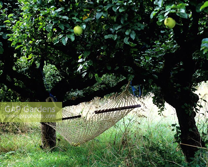 Hammock in Malus - Apple tree