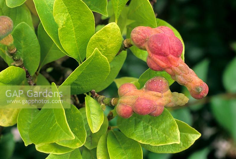 Magnolia x loebneri 'Merrill' with autumn fruits