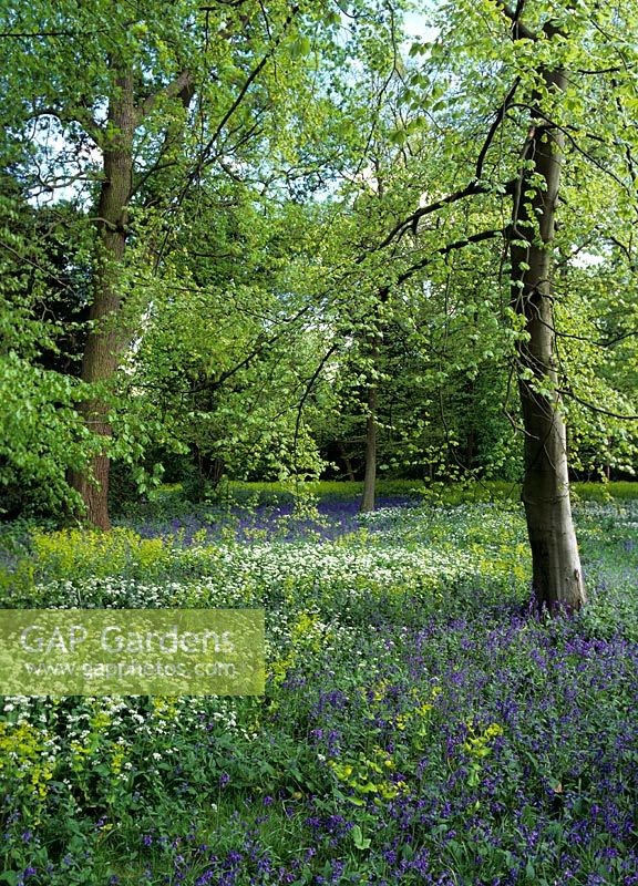 Spring woodland with Fagus - Beech trees, naturalised wild garlic and bluebells.