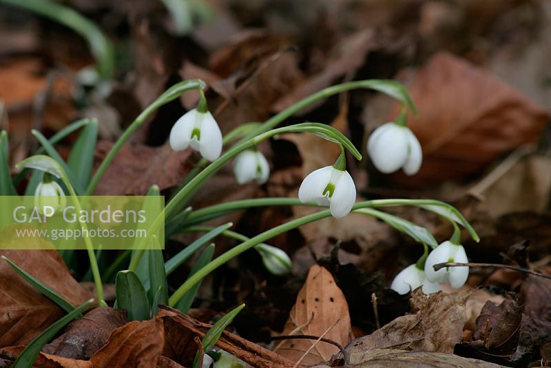 Galanthus 'Hippolyta' - Snowdrops at Colesbourne Park in Gloucestershire