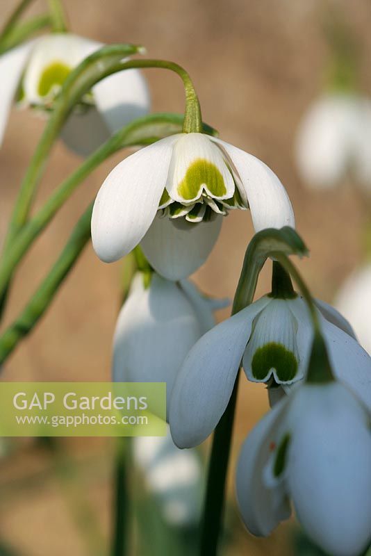 Galanthus 'Titania' - Double Snowdrops  at Colesbourne Park in Gloucestershire