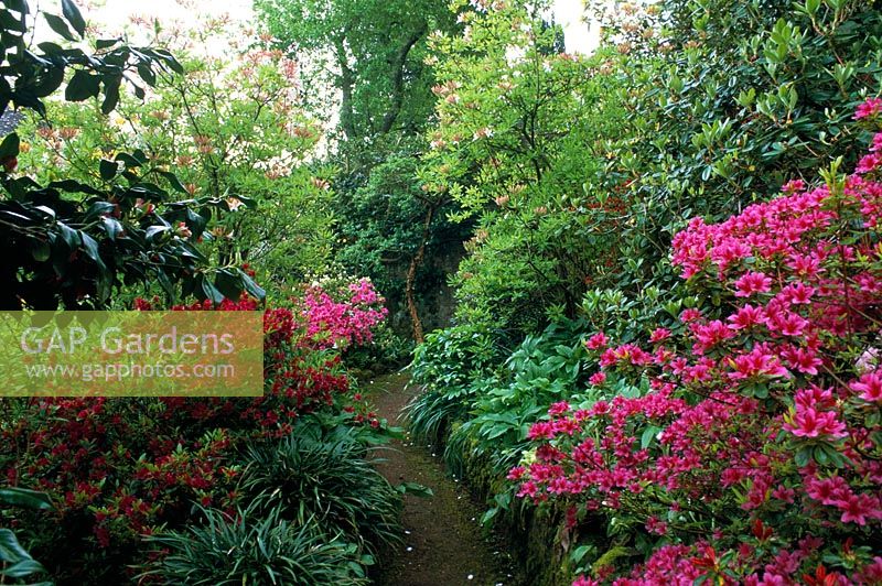 Path edged with Rhododendron obtusum - Evergreen Kurume Azaleas flowering in May at Greencombe in Somerset