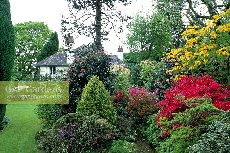 Spring border with Rhododendron luteum, Rhododendron obtusum - Evergreen Kurume Azalea with House in the background at Greencombe in Somerset