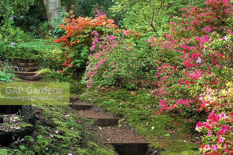 Path with steps edged with brightly coloured Rhododendron obtusum - Evergreen Kurume Azaleas at Greencombe in Somerset