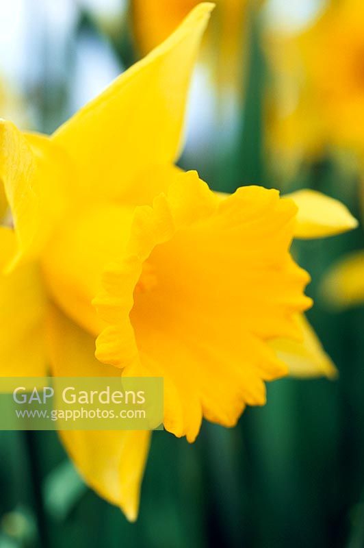 Narcissus 'Rijnvelds Early Sensation' - Daffodils (Trumpet hybrids)
