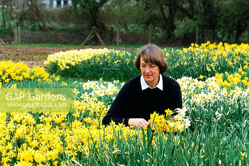 Christine Skelmersdale of Broadleigh Bulbs picking Narcissus from open field planting, Somerset