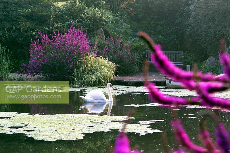 Swan on lake at Lady Farm in Somerset, Lythrum salicaria - Purple Loosestrife 