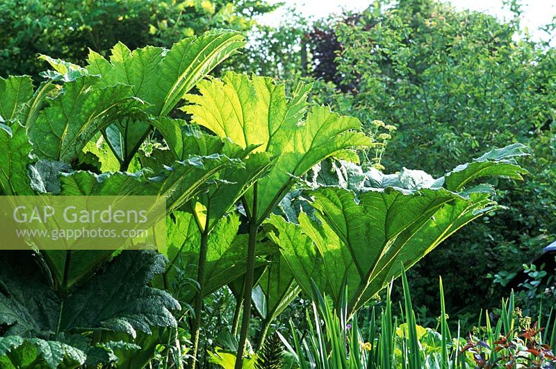Gunnera manicata with green fresh leaves in June