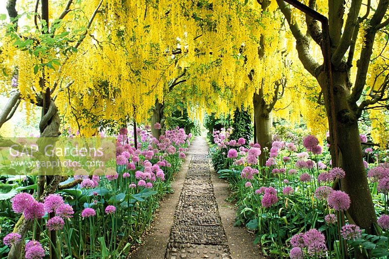 Arch of Laburnum x watereri 'Vossii' underplanted with Alliums at Barnsley House, Gloucestershire.