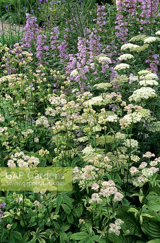Astrantia major 'Sunningdale Variegated' with Cenolophium denudatum and penstemon in border in the Country Garden at RHS Wisley 