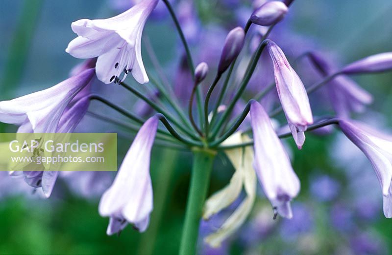 Agapanthus 'Liams Lilac' - National Collection of Agapanthus  