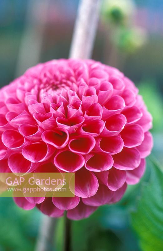 Dahlia 'Ruskin Lilac Time' - Dahlia group - Small ball, National Collection of Dahlias at Goldenacre Park in Leeds 