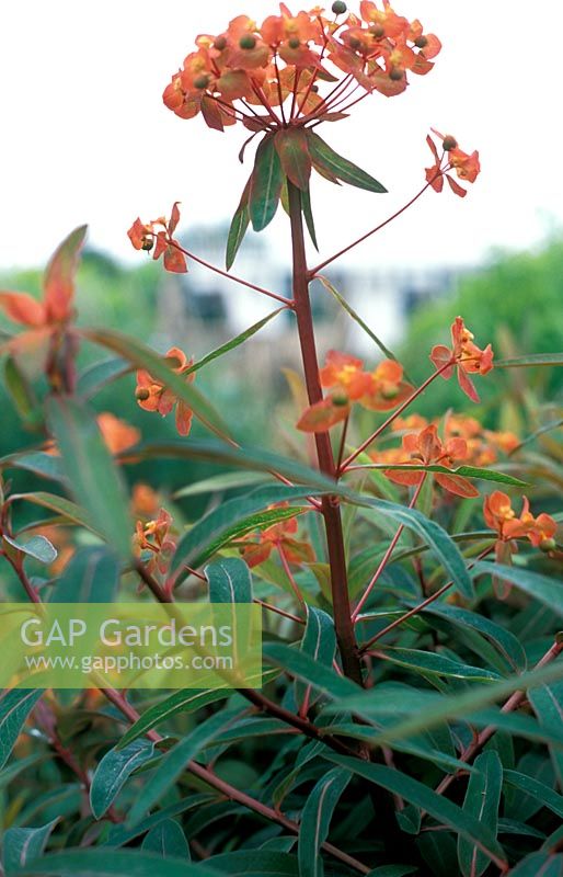 Euphorbia grifithii 'Dixter Flame' - National Collection of Euphorbia 