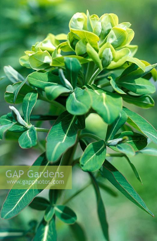 Euphorbia cognata - National Collection of Euphorbia 