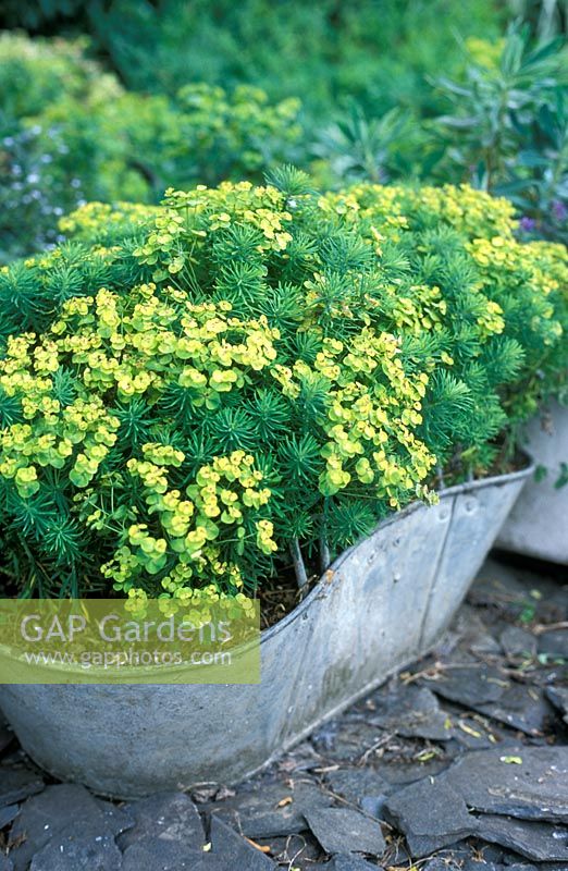 Euphorbia cyparissias growing in metal container - National Collection of EuphorbiaOwner - Mr. D. Witton
