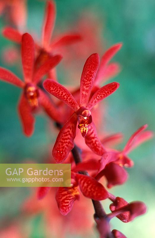 Aranthera 'Lillibrook' - Orchid, Singapore