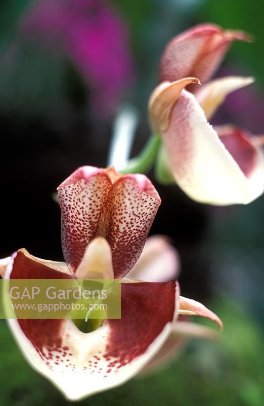 Catasetum penang - Orchid, Singapore