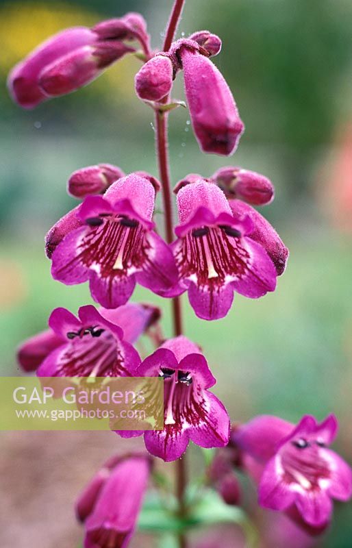 Penstemon 'Russian River' x 'Mother of Pearl' - National Collection of Penstemon, Lonstock Nursery