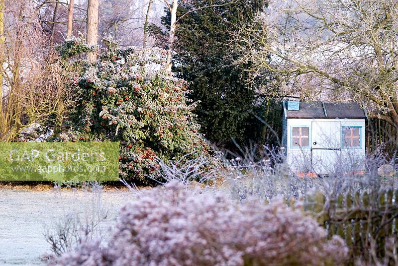 Cottage garden in the frost with Cotoneaster and children's playhouse. 
Gowan Cottage garden in January