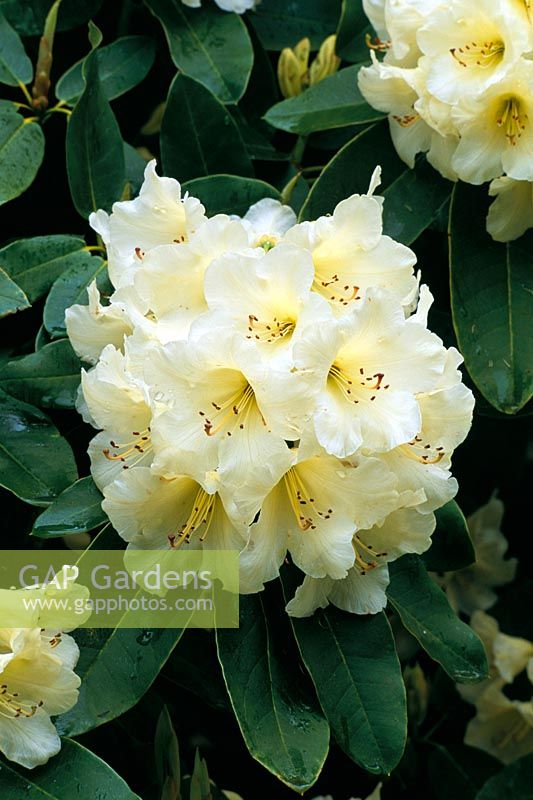 Rhododendron Griffithianum x Letty Edwards