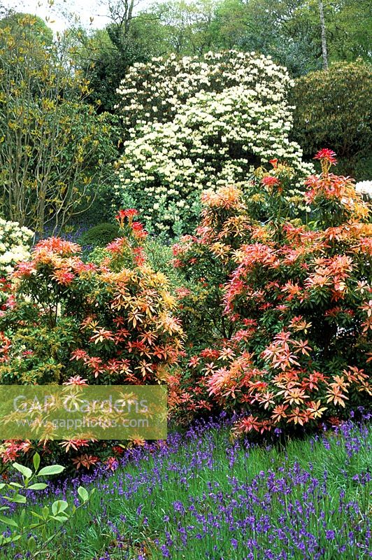 Spring garden with Pieris, Bluebells and Rhododendron Griffithianum x Letty Edwards in the background, Sherwood in Devon