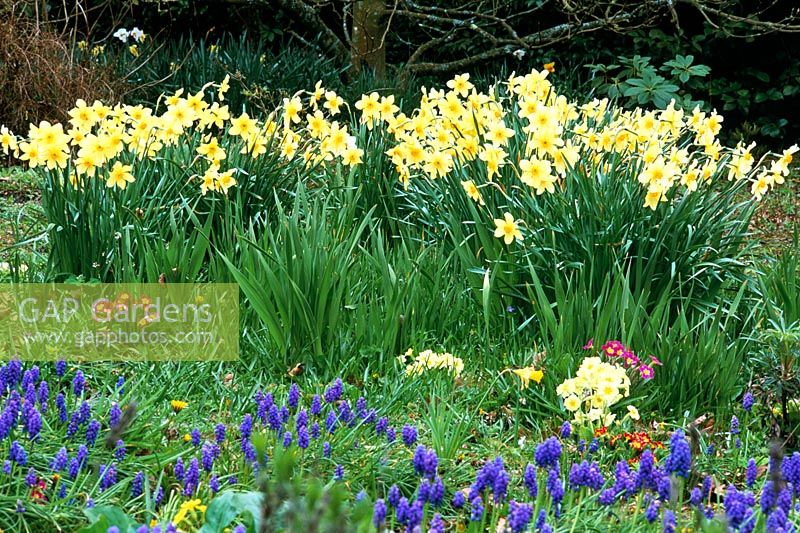 Spring border with Narcissus, Muscari armeniacum - Grape Hyacinths and Primula vulgaris - Primroses