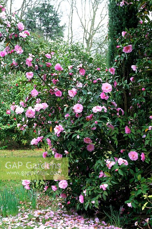 Camellia x williamsii 'Glenns Orbit' flowering in April