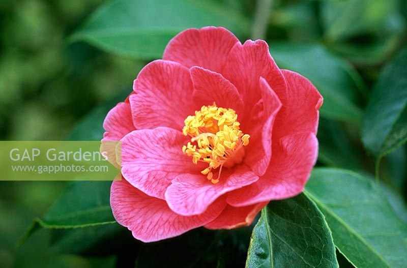 Camellia  'Interval' (A hybrid of Camellia reticulata) flowering in April
