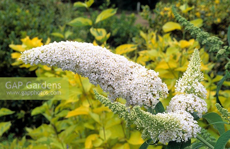 Buddleia davidii 'White Bouquet'