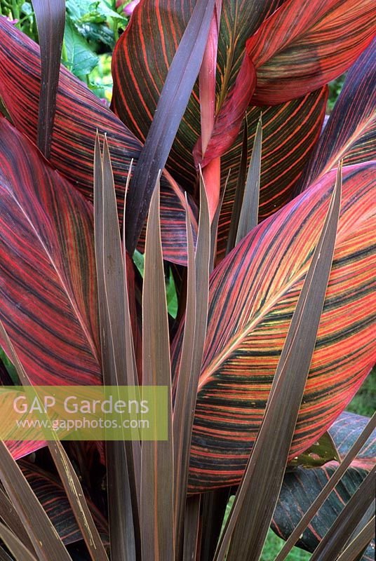 Canna 'Durban' and Cordyline 'Torbay Red'